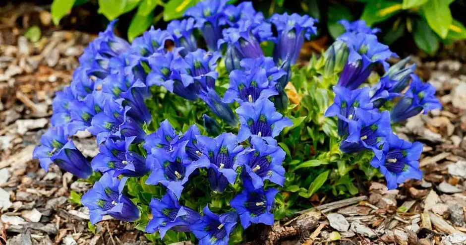 Image of a Gentian Plant