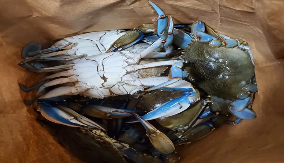 Jacksonville Blue Crab