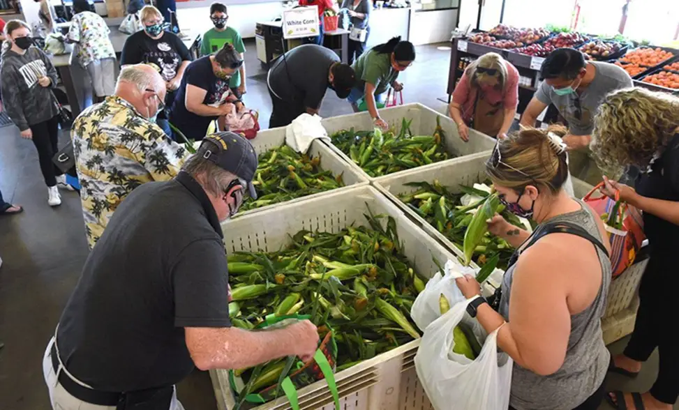 Fresno State Sweet Corn: A Seasonal Delight