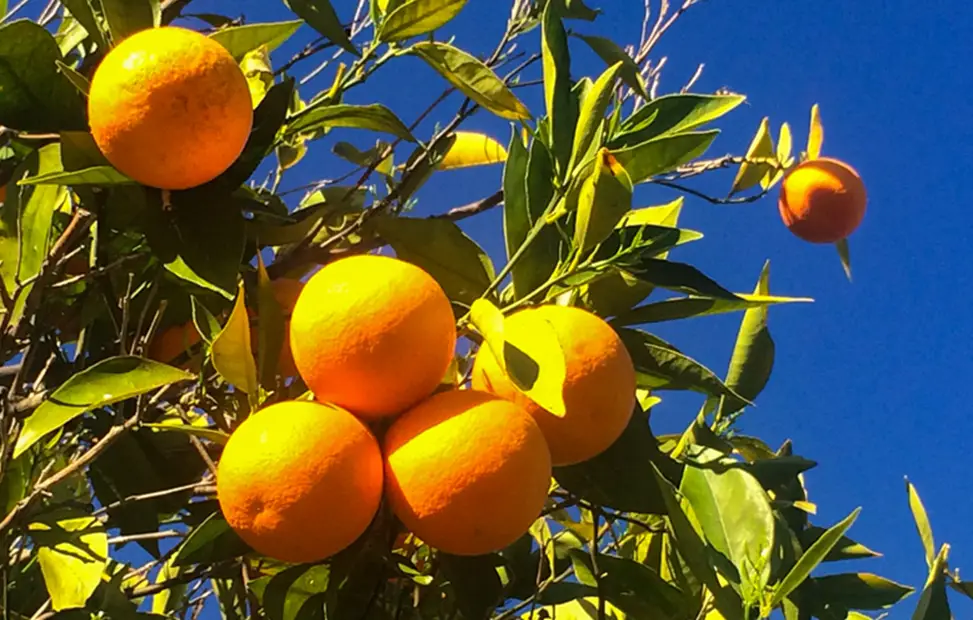 Bakersfield's Citrus Legacy