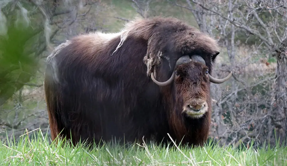 Muskox: A Rare and Robust Meat