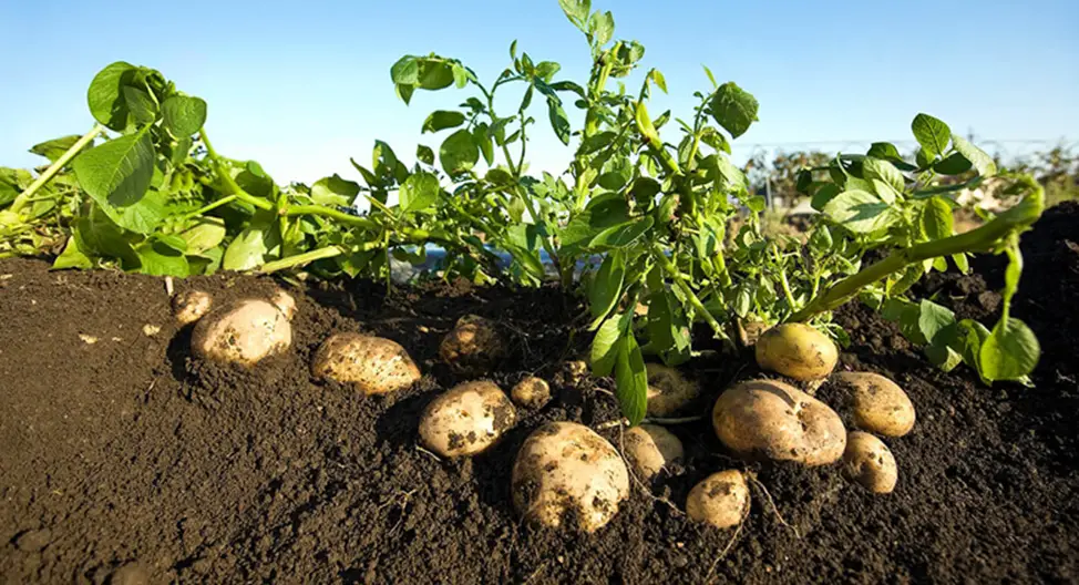 The Potato: Idaho's Claim to Culinary Fame